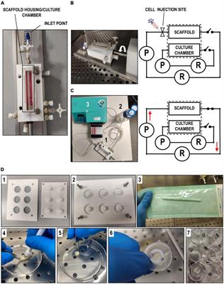 Luminal endothelialization of small caliber silk tubular graft for vascular constructs engineering